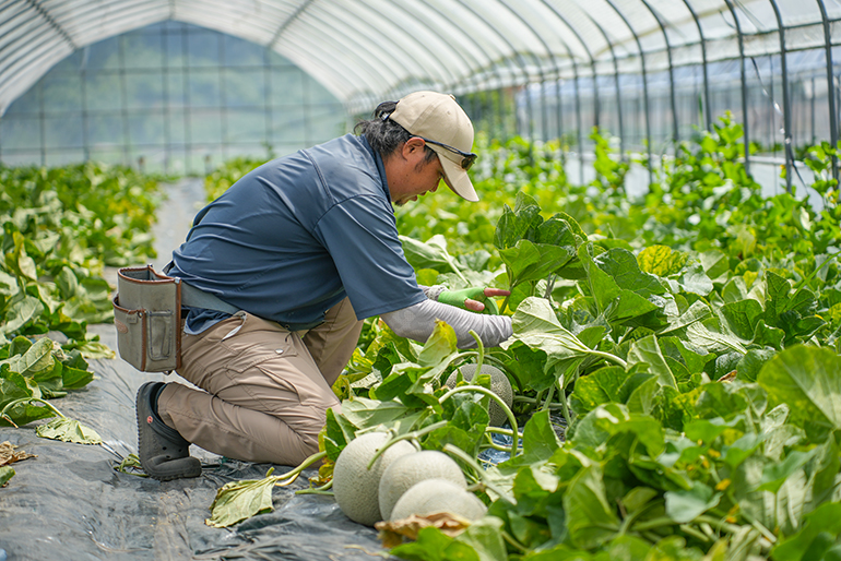 厳しい寒暖差と、徹底した土づくり