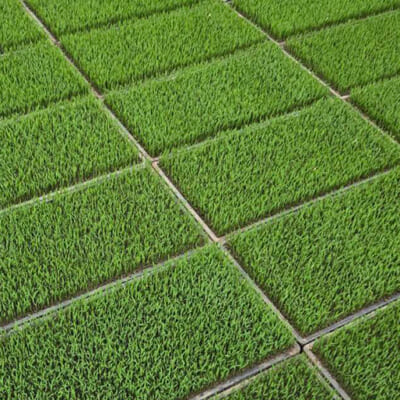 力強く根を張る「プール育苗」を採用