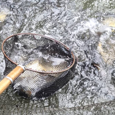 清流で「活かし込み」をして仕上げた自慢の鯉