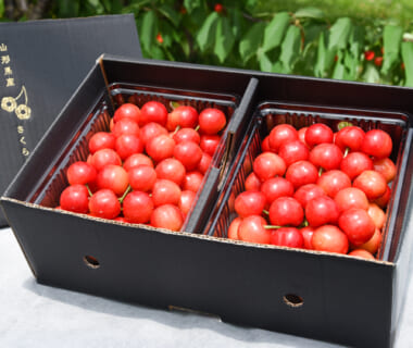 予約注文：山形県産さくらんぼ