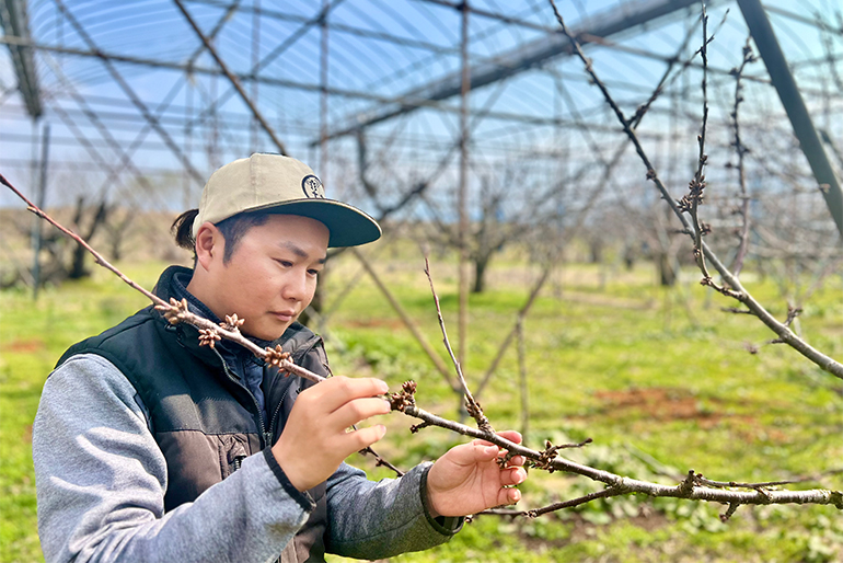 有機堆肥と細やかな剪定が引き出す、健やかな実り