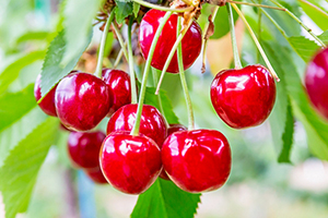 1.&ensp;紅さやか