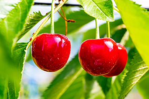 2.&ensp;山形美人