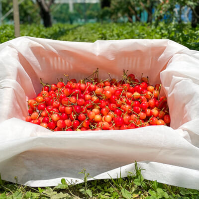食べた瞬間に笑顔こぼれる、旬のさくらんぼ