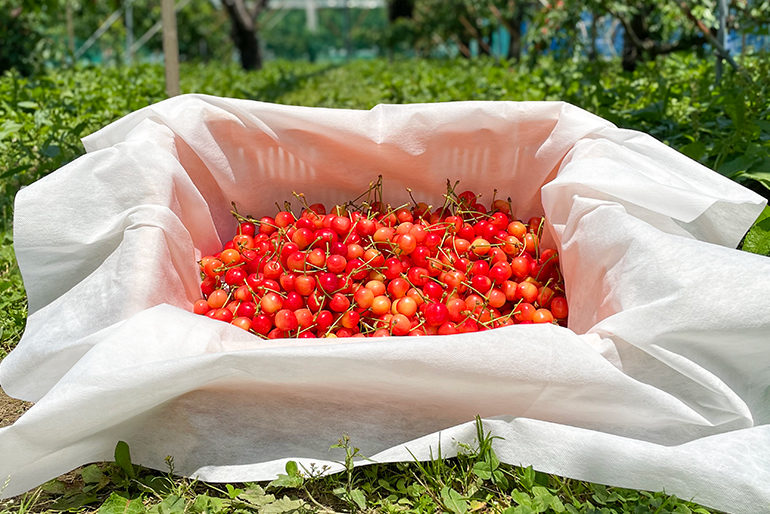 食べた瞬間に笑顔こぼれる、旬のさくらんぼ<br />
