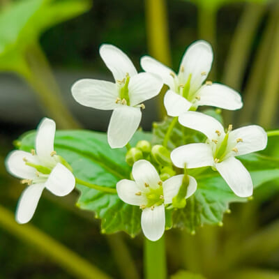 山形県産わさび「花わさび」300g