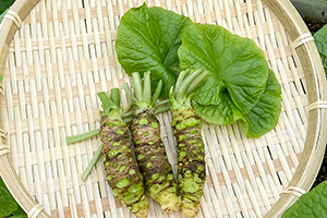 1. 根わさび