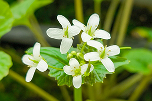 3. 花わさび