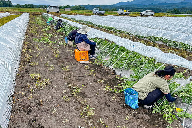 土と水にこだわる丁寧な栽培