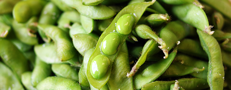 枝豆 楽天市場】新潟産 黒埼枝豆 ※茶豆ではありません「1kg」or「2kg